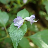 Strobilanthes adenophora Nees